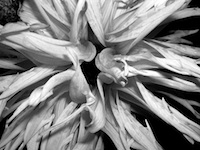 picture of flower Photo of flower