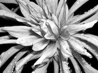 picture of flower photo of flower