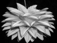 picture of flower photo of flower