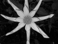 photo of flower