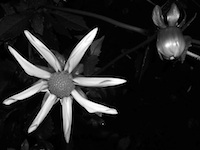 photo of flower