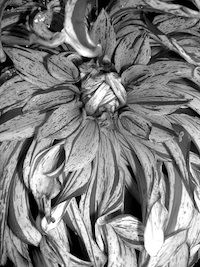 photo of flower