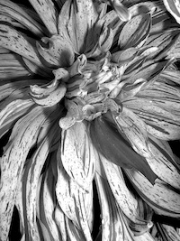 photo of flower