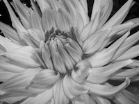 photo of flower