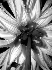 photo of flower