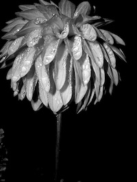 photo of flower